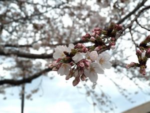 桜（ポートレートモード2）