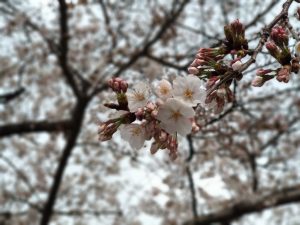 桜（ポートレートモード1）
