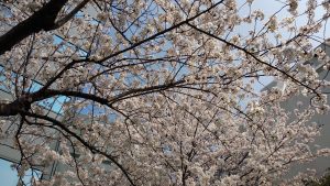 桜（都内で撮影）