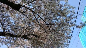 桜（3/31撮影02）
