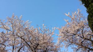 桜（3/31撮影03）