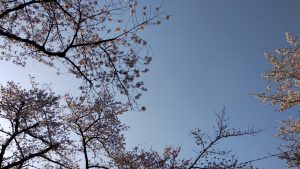 桜（3/31撮影04）