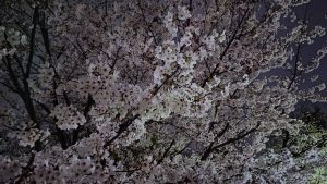 夜桜